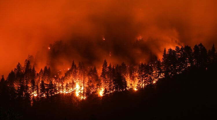 Как предотвратить лесные пожары? Лесные пожары действительно выглядят очень страшно. Фото.