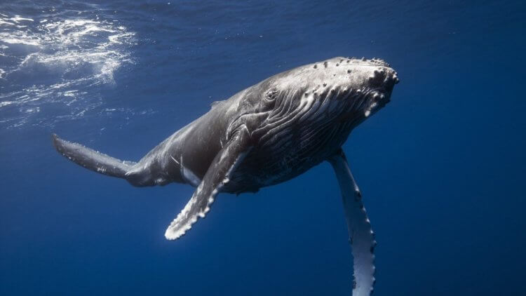 #видео | Как киты охотятся на рыб при помощи ловушек? Горбатые киты весят около 30 000 килограмм. Фото.