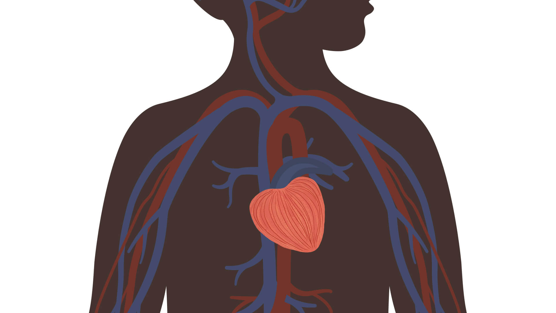 Необходимо заботиться о здоровье сердца и сосудов. Фото.