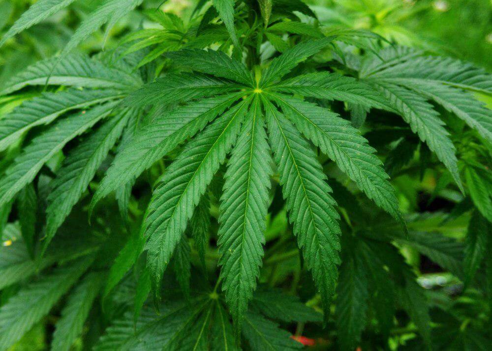 Марихуана при расстройствах листья краснеют марихуана