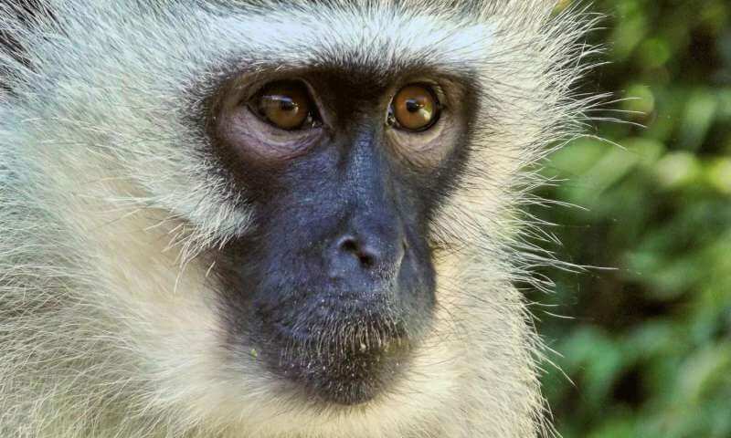 Долговременное пребывание в стрессе из-за своего социального статуса может отпечататься в генах приматов и человека. Фото.