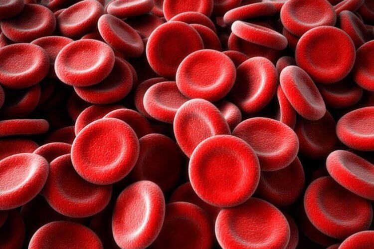 Создана искусственная кровь, которую можно переливать всем пациентам. Так выглядят эритроциты — красные кровяные тельца. Фото.