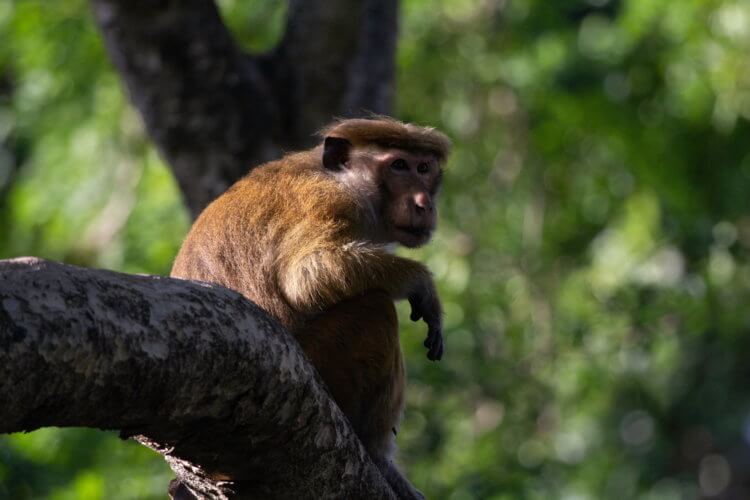 Что едят обезьяны? В основном макаки обитают в тропических лесах Азии. Фото.