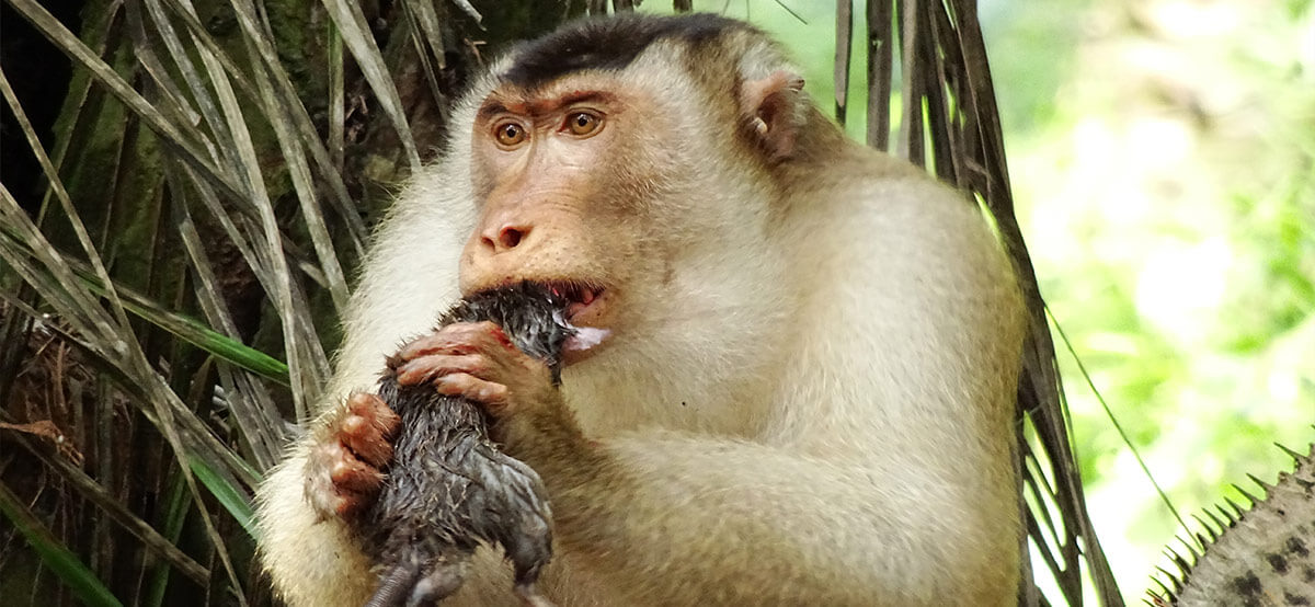 Макака поедает крысу. Фото.