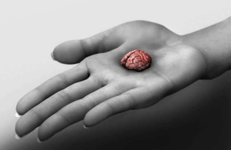 Человеческие мини-мозги, созданные в лаборатории, способны чувствовать боль. Могут ли созданные человеком органоиды страдать? Фото.
