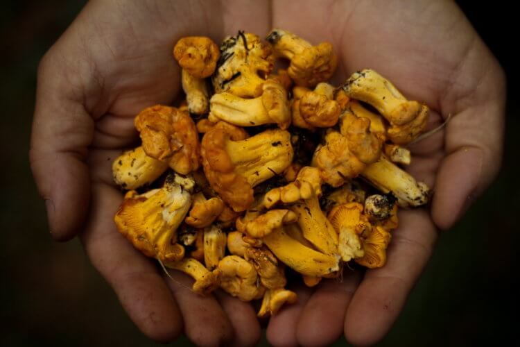 Грибы уменьшают риск развития рака простаты. Японские ученые рекомендуют есть грибы хотя бы три раза в неделю. Фото.