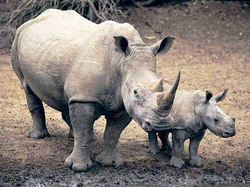 Носорог на грани исчезновения. Американский фонд дикой природы заявляет, что проведение процедуры ЭКО, а также содержание и уход за новорожденными носорогами могут обойтись в сумму более 9 миллионов долларов. Фото.