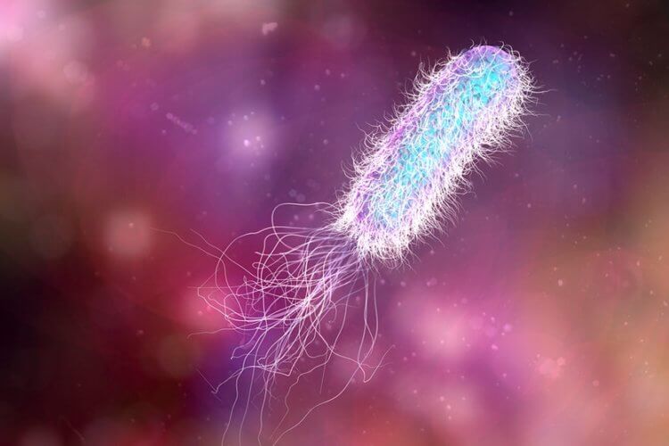 Зачем нужна слизь? Так выглядят бактерии синегнойной палочки (Pseudomonas aeruginosa). Фото.