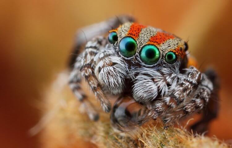 Как пауки помогли создать миниатюрный датчик глубины. Природа порой способна удивить тем, на что способна! Фото.