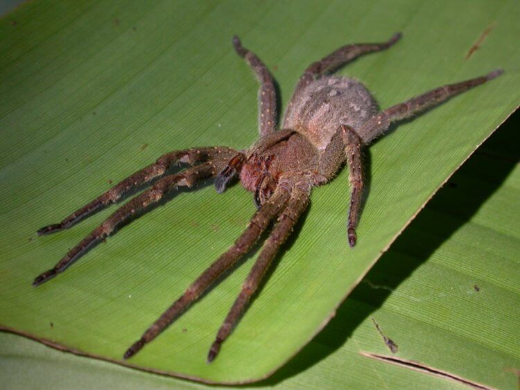 Самые ядовитые животные и растения планеты. Бродячий паук-бразилец любит селиться в домах людей, а именно в шкафах и коробках с вещами. Фото.