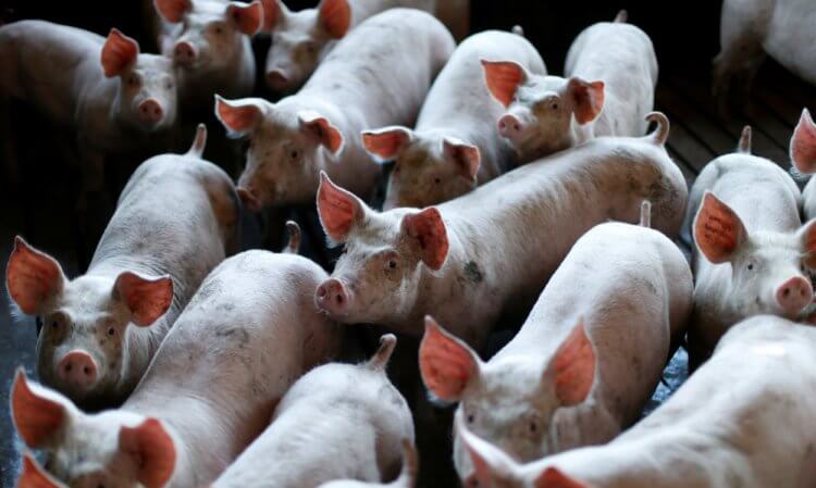 Восстановлена активность мозга у 32 мертвых свиней. По мнению ученых, проведенный эксперимент требует этической оценки. Фото.