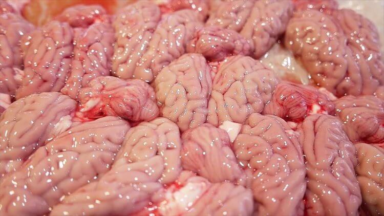 Химическая кровь. На изображении свиные мозги. Фото.