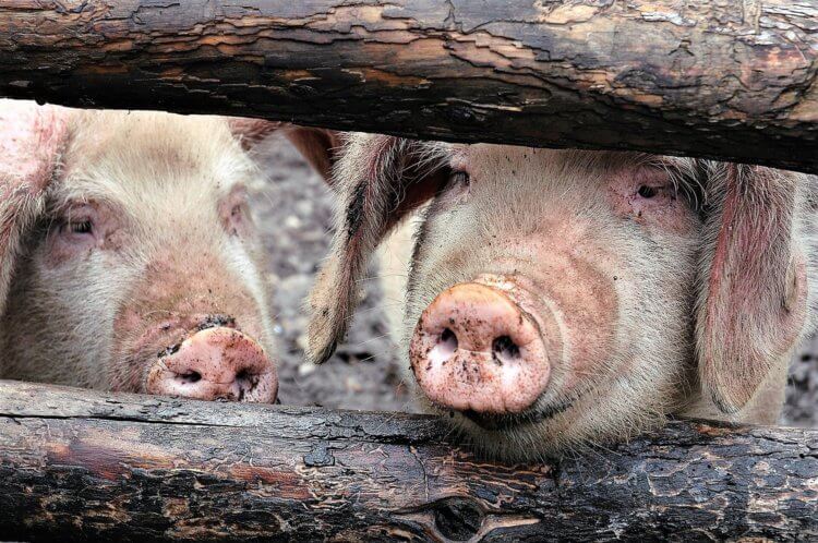 Химическая кровь. Кстати, свиньи — чистоплотные животные. Фото.