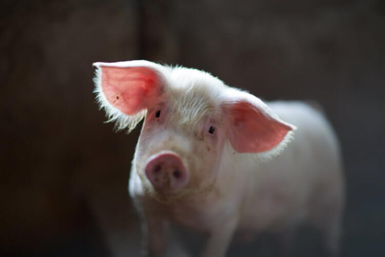 Свиная кожа впервые помогла вылечить сильный ожог человека. Между свиньями и людьми много общего. Фото.