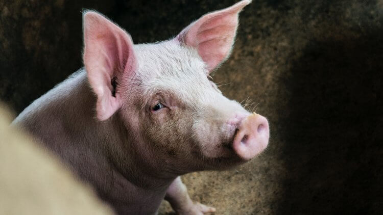 #видео | Свиньи умеют копать ямы при помощи инструментов. У свиней достаточно развитый интеллект, чтобы научиться пользоваться орудиями труда. Фото.