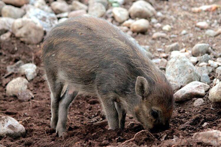 Насколько свиньи умные животные? Так выглядит маленький поросенок вида Sus cebifrons. Фото.