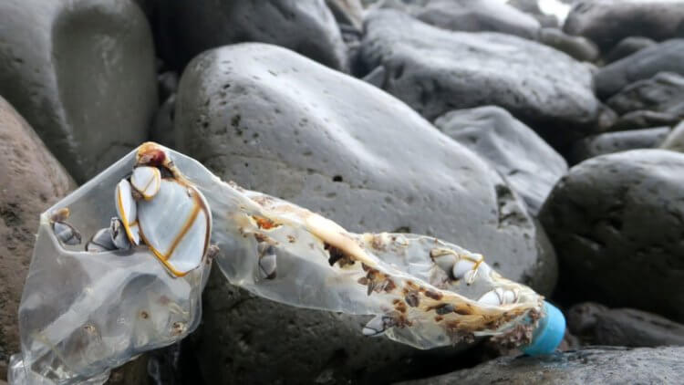 Загрязнение океанов. В кораблях сплющивают пластиковые бутылки для экономии места. Фото.