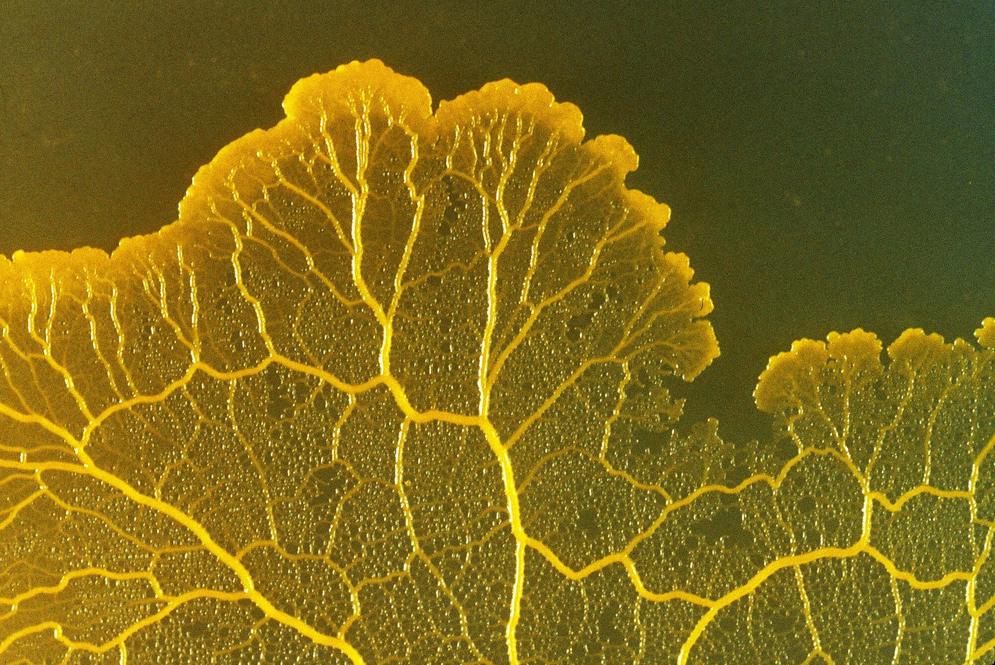 Плесень вида Physarum polycephalum сочетает в себе признаки и гриба, и животного. Фото.