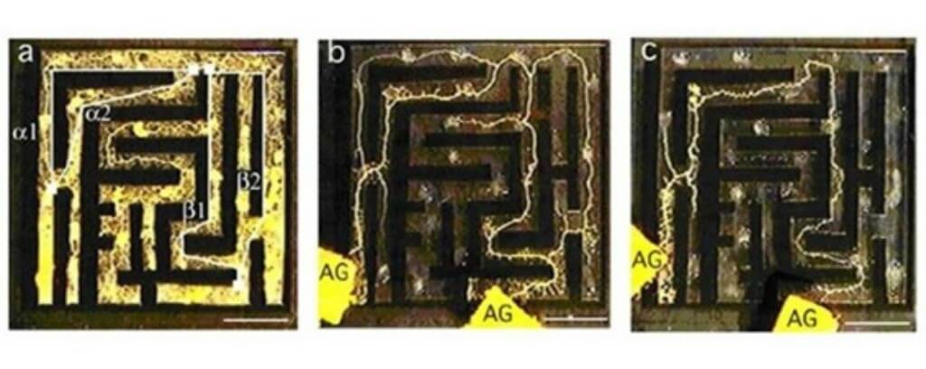 Physarum polycephalum прокладывает путь через лабиринт. Фото.