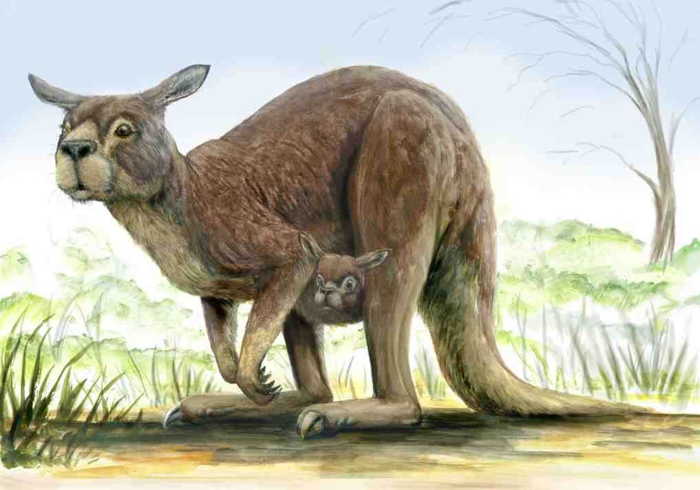 Как выглядели доисторические кенгуру? Прокоптодон голиаф в представлении художника. Фото.