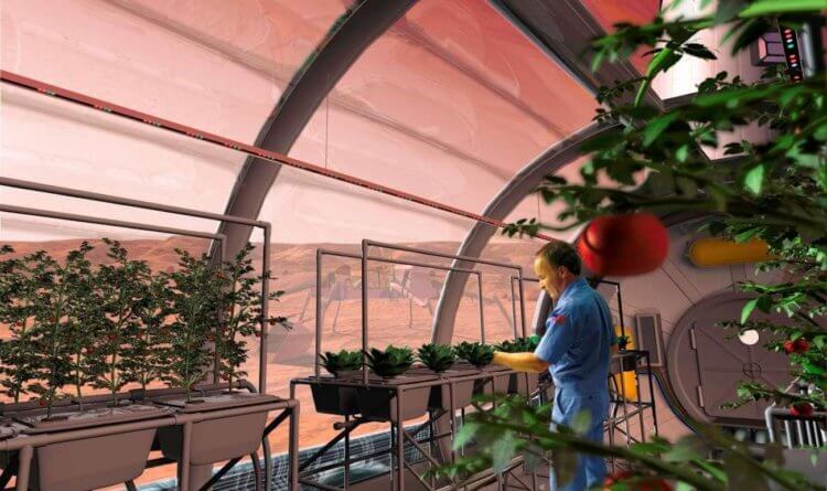 Можно ли выращивать растения в лунном и марсианском грунте? Выращивать растения на Марсе — реально. Фото.