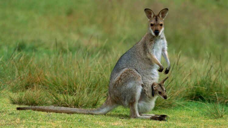 Почему у животных четыре лапы? Хвост кенгуру помогает животному отталкиваться от земли при “ходьбе”, играя роль дополнительной поддерживающей конечности. Фото.