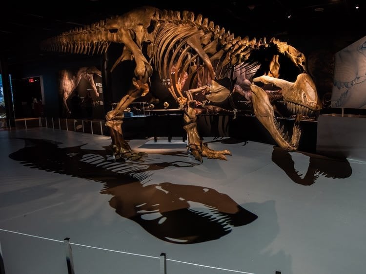 Динозавры могли уничтожить автомобиль своими зубами. Скелет тираннозавра в музее. Фото.
