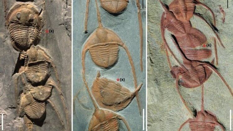 Жизнь древних существ. Миллионы лет назад очереди выглядели примерно так. Фото.