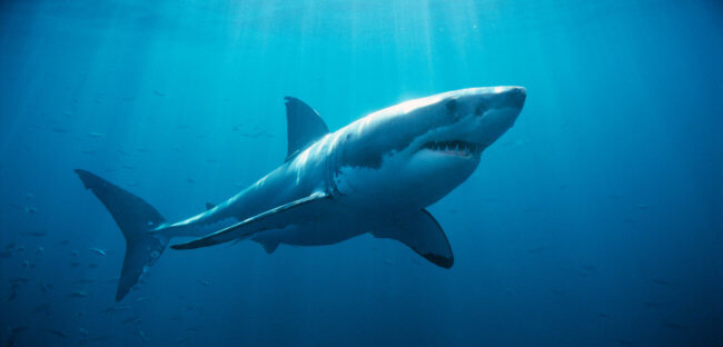Белые акулы ежегодно собираются в группы у берегов Австралии, но непонятно зачем. Фото.