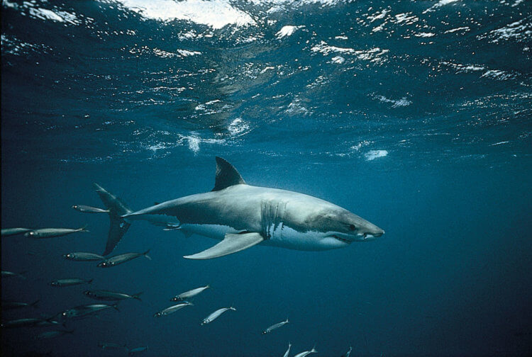 Почему белые акулы собираются в группы? Во рту белой акулы растет более 300 зубов. Фото.