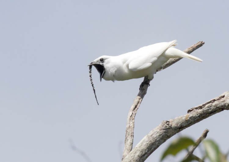 #видео | Ученые записали пение самой громкой птицы в мире. Самец белой птицы-колокольчика поет громче всех. Фото: Anselmo d’Affonseca. Фото.