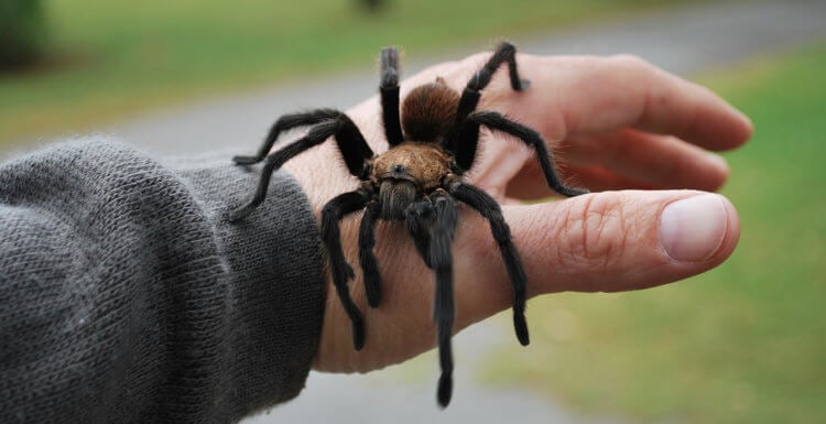 Откуда взялась арахнофобия — страх перед пауками? Очень неприятно смотреть на фото пауков, когда ты арахнофоб. Фото.