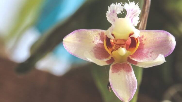 Леса Африки находятся в опасности. Исчезающий вид орхидей в Камеруне. Фото.