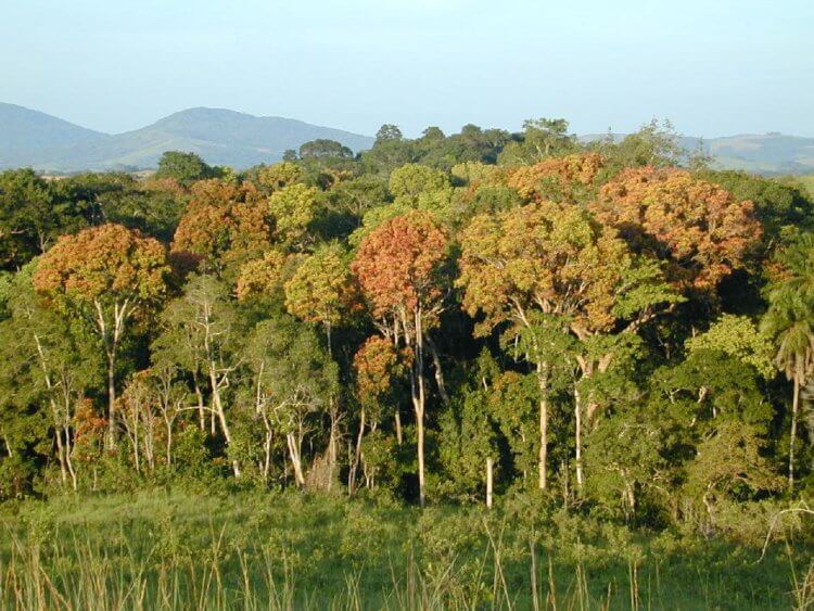 Африка может лишиться своих тропических лесов. Тропический лес в Африке. Фото.