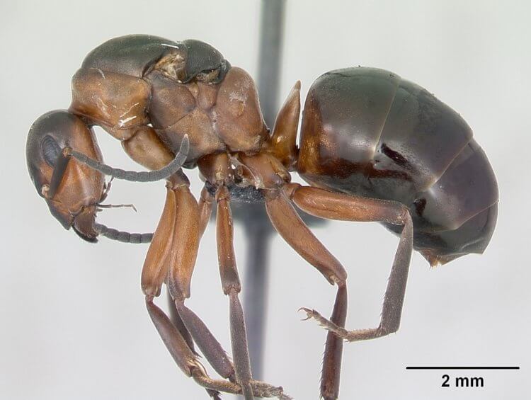 Муравьи годами выживали в заброшенном бункере без света и еды. Так выглядит муравей вида Formica polyctena. Фото.