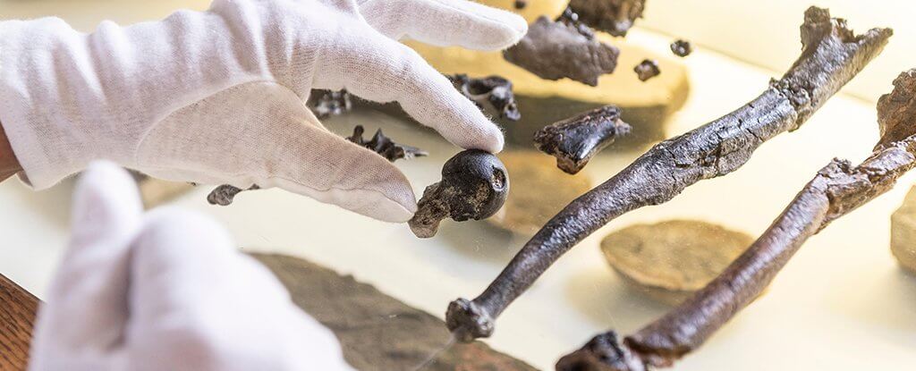 Обезьяны Danuvius guggenmosi жили более 11,6 миллиона лет назад. Фото.