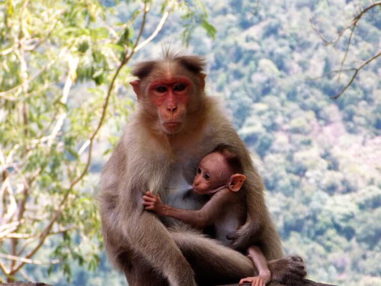 Как обезьяны научились ходить на двух ногах? Так выглядят бабуины — о них мы упомянем чуть ниже. Фото.
