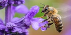 Как линии электропередач влияют на поведение пчел? Фото.