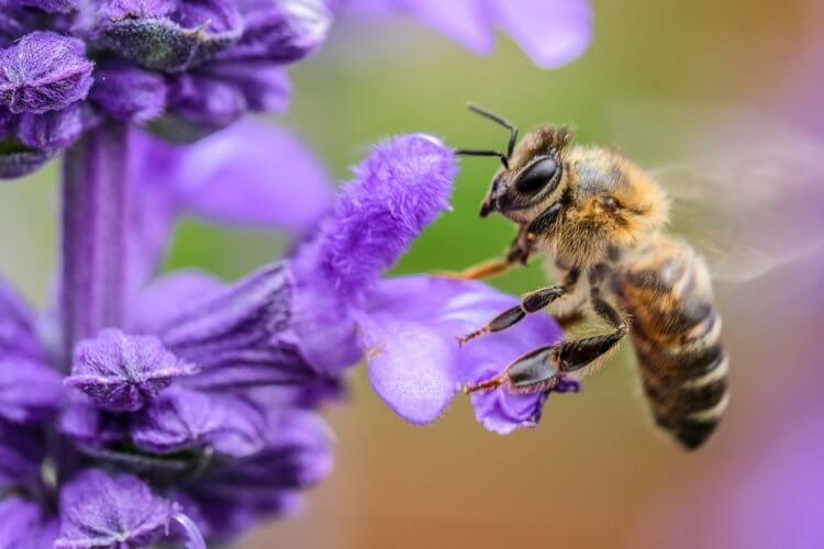 Как линии электропередач влияют на поведение пчел? Во всем мире наблюдается резкое сокращение численности пчел. Фото.