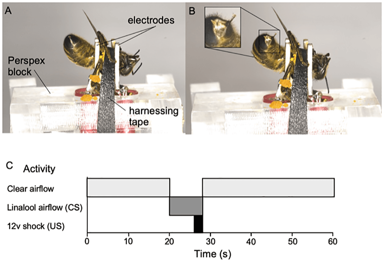 Примерно так пчел подвергали воздействию тока. Фото.