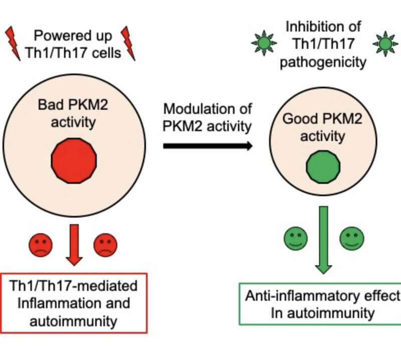 Что такое воспаление? Схематичный принцип работы «переключателя» воспалительных реакций. Фото.
