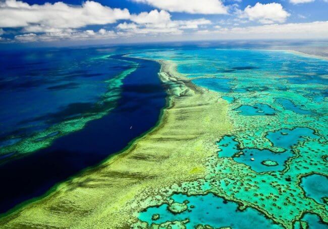Искусственный коралл может спасти Большой Барьерный риф. Фото.