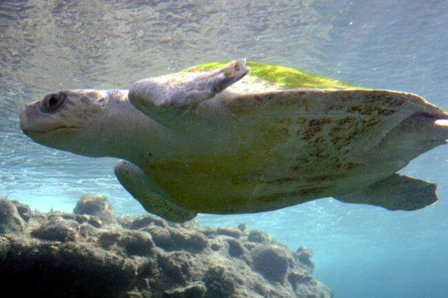 #видео | Биологи впервые увидели самое крупное скопление морских черепах. Фото.