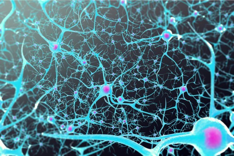 Повреждения ДНК. Нейронные связи в мозге ослабевают с возрастом. Фото.