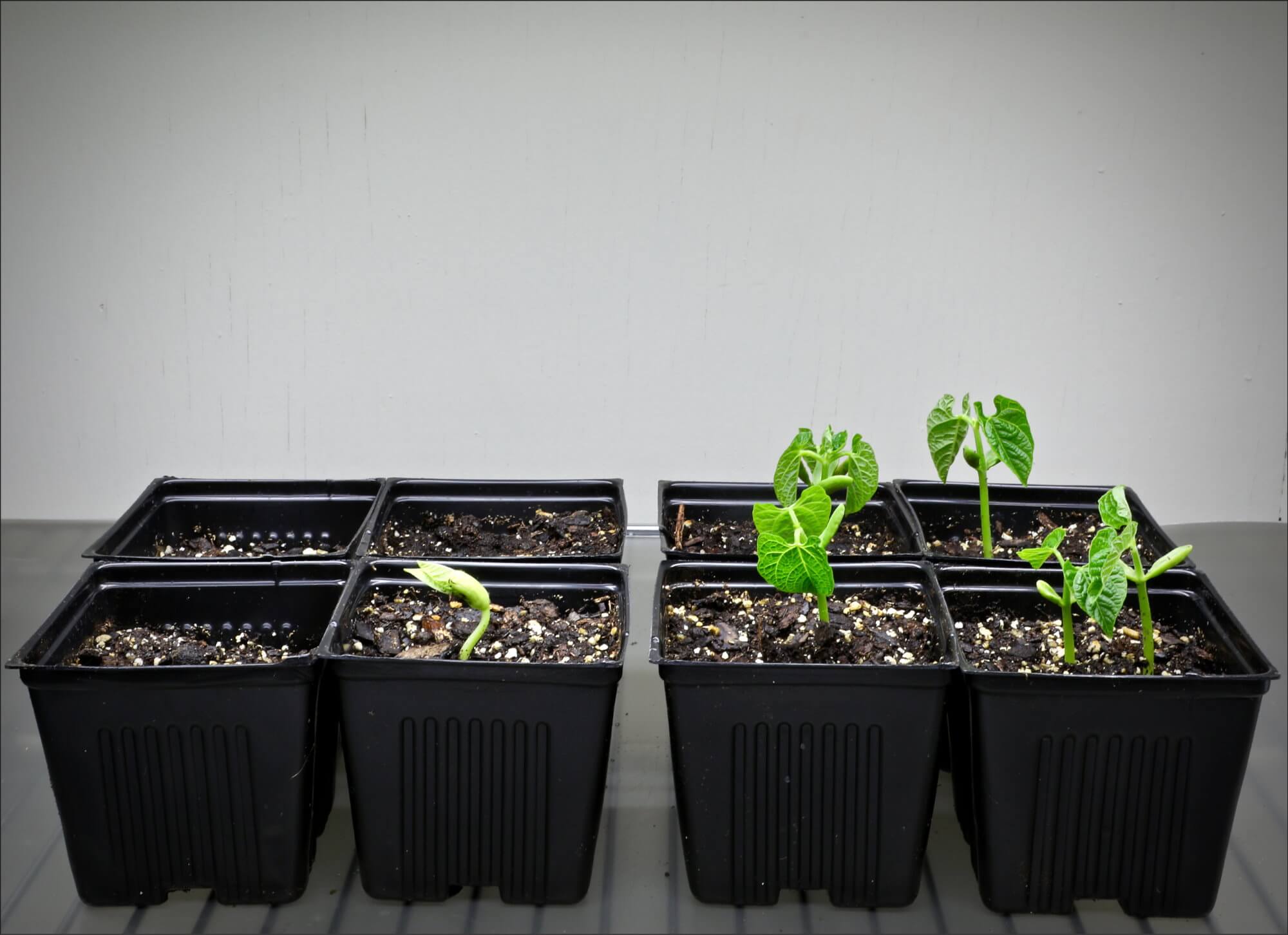 Почему растения могут не расти? Защищенные от соли семена дали ростки даже в неплодородной земле. Фото.