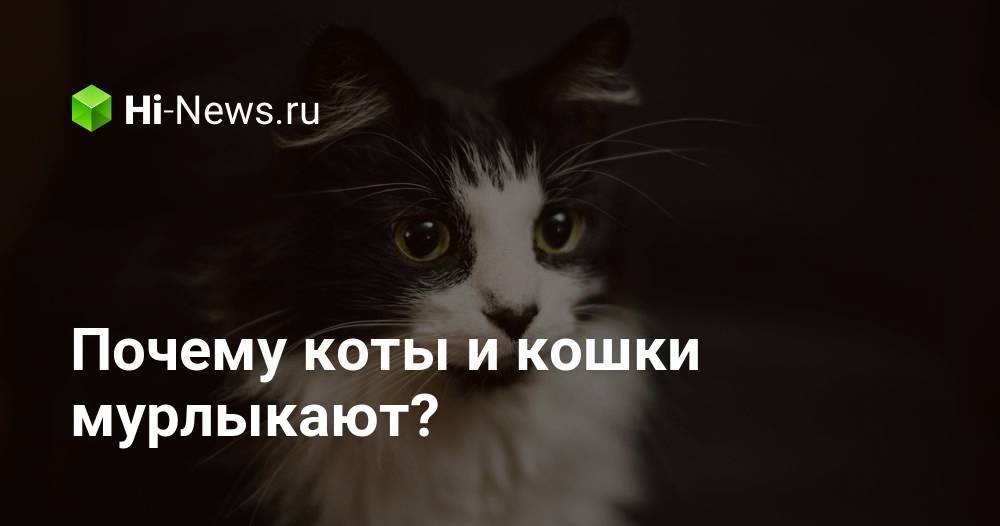 Почему коты и кошки мурлыкают? - Hi-News.ru