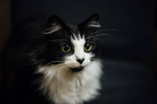 Почему коты и кошки мурлыкают? Фото.
