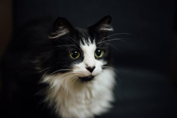 Почему коты и кошки мурлыкают? Кошки — одни из самых популярных домашних животных в мире. Фото.