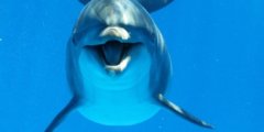 Дельфины, как и люди, делятся на правшей и левшей. Фото.