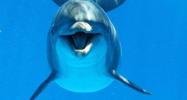 Дельфины, как и люди, делятся на правшей и левшей. Среди дельфинов тоже есть левши и правши. Фото.